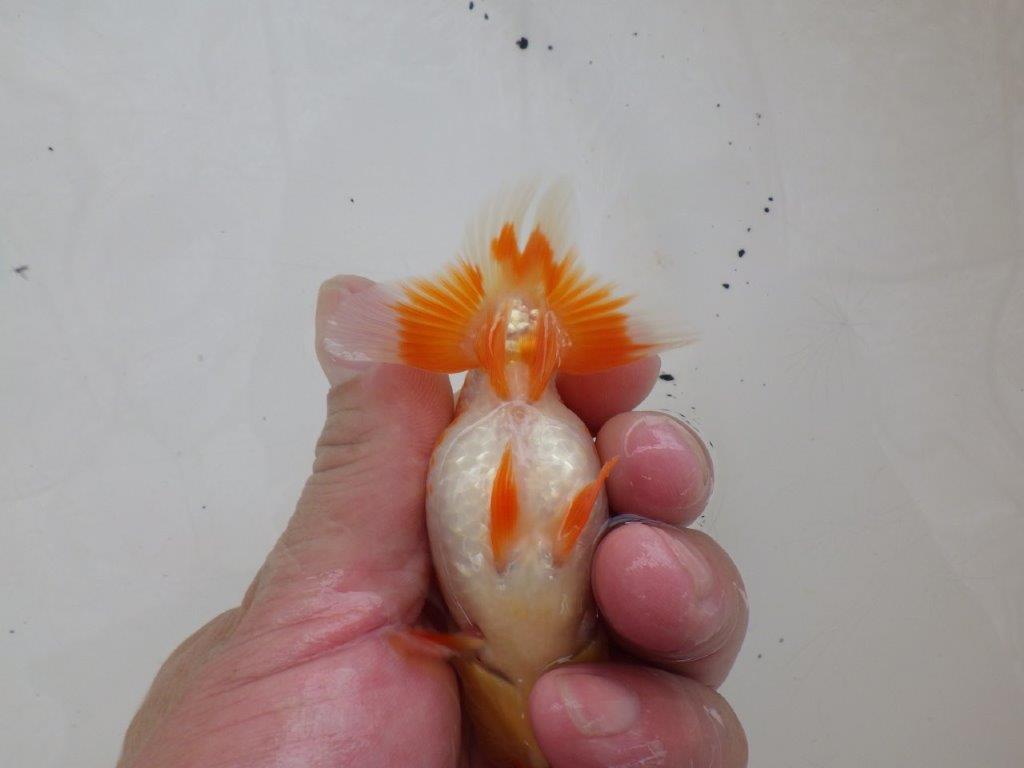 【日らん優等賞獲得ブリーダー】綺麗な更紗!カナコ系当歳らんちゅう約9,5㎝