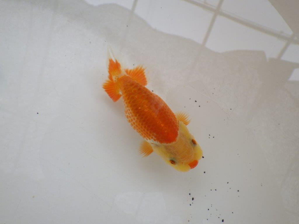【日らん優等賞獲得ブリーダー】綺麗な更紗！カナコ系当歳らんちゅう約9,5㎝の上身