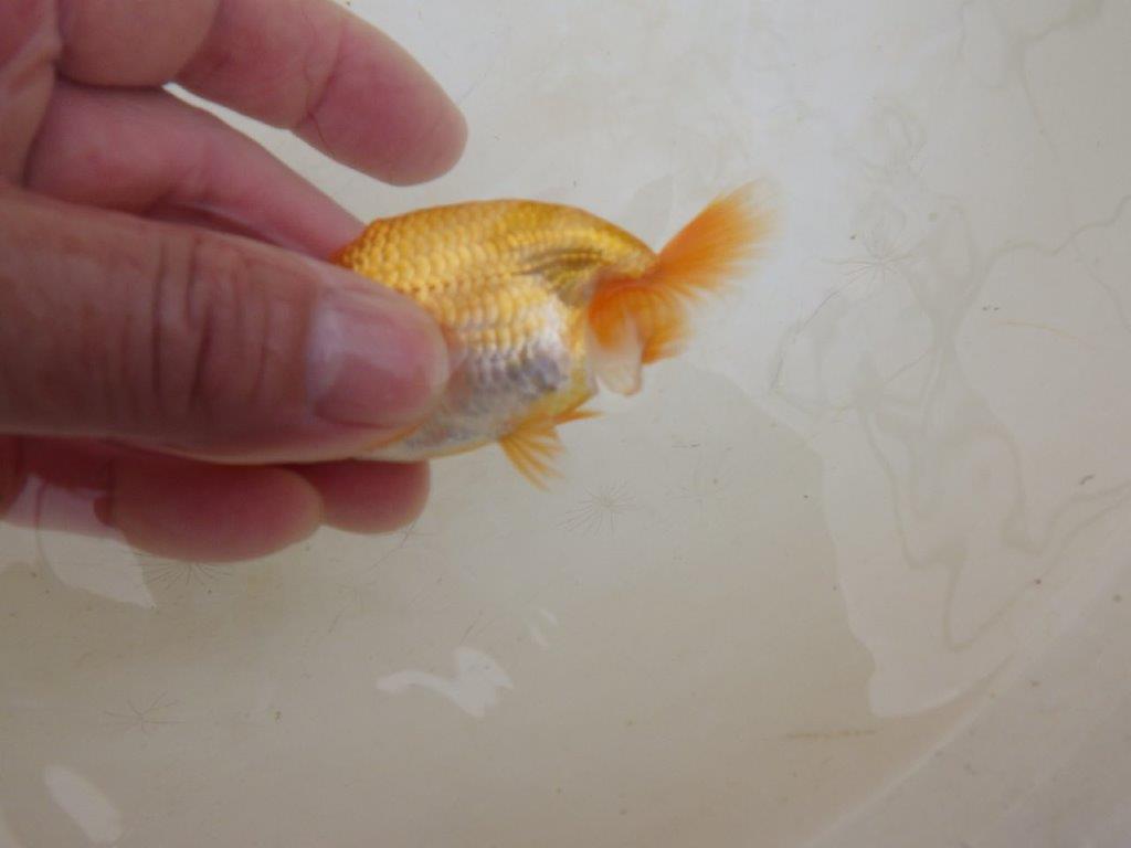 【全国大会東大関獲得ブリーダー 】上見がお勧めな当歳らんちゅう約8㎝