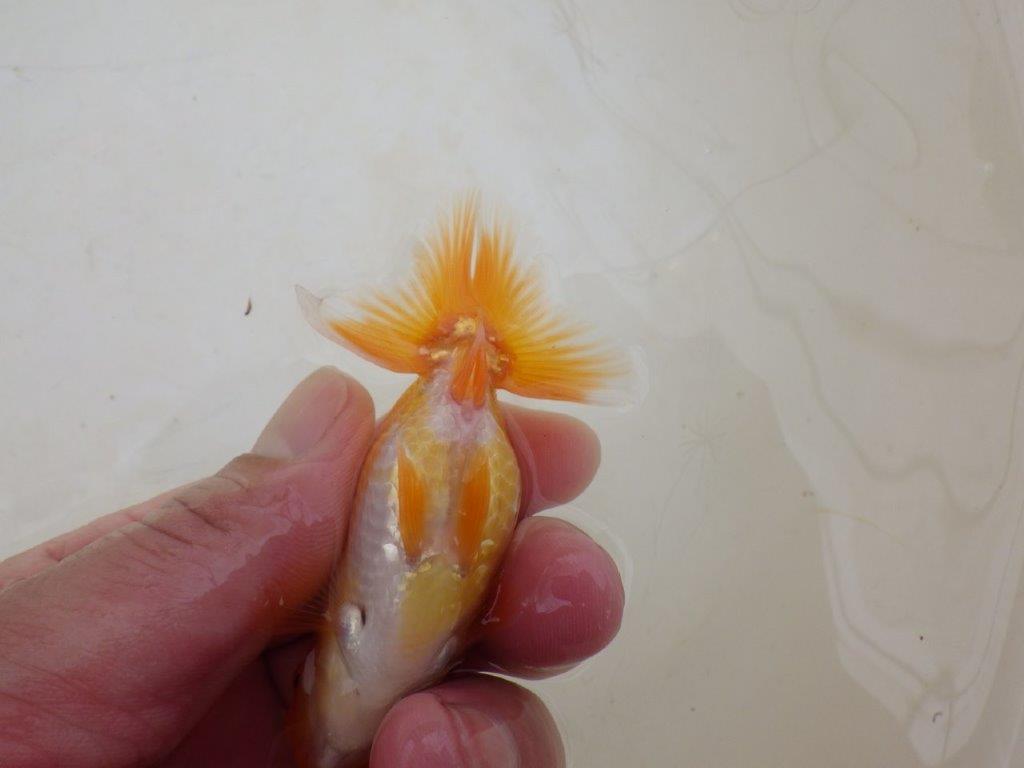 【全国大会東大関獲得ブリーダー 】上見がお勧めな当歳らんちゅう約8㎝