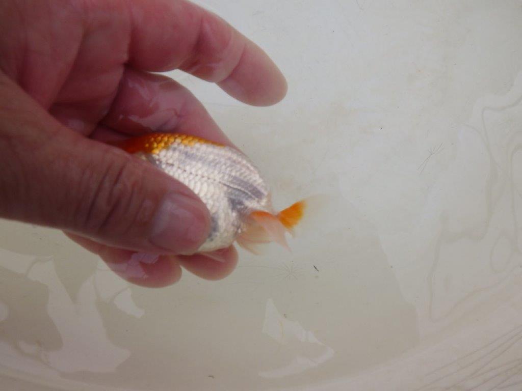 【全国大会東大関獲得ブリーダー 】背のラインが綺麗!お勧め当歳らんちゅう約8,5㎝