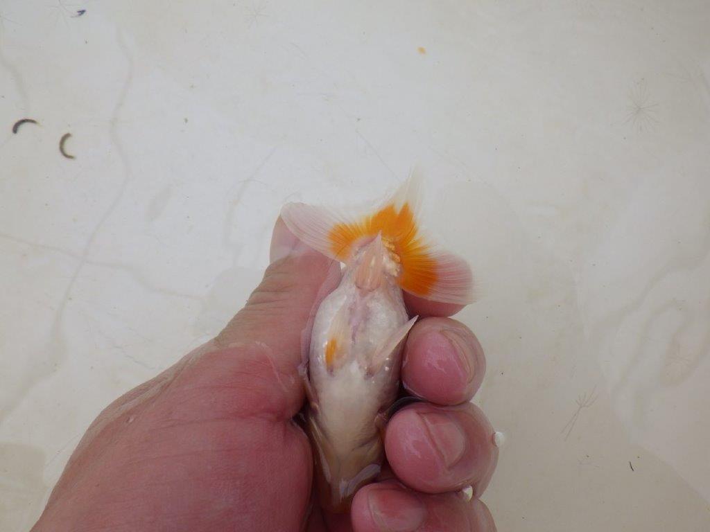 【全国大会東大関獲得ブリーダー 】背のラインが綺麗!お勧め当歳らんちゅう約8,5㎝
