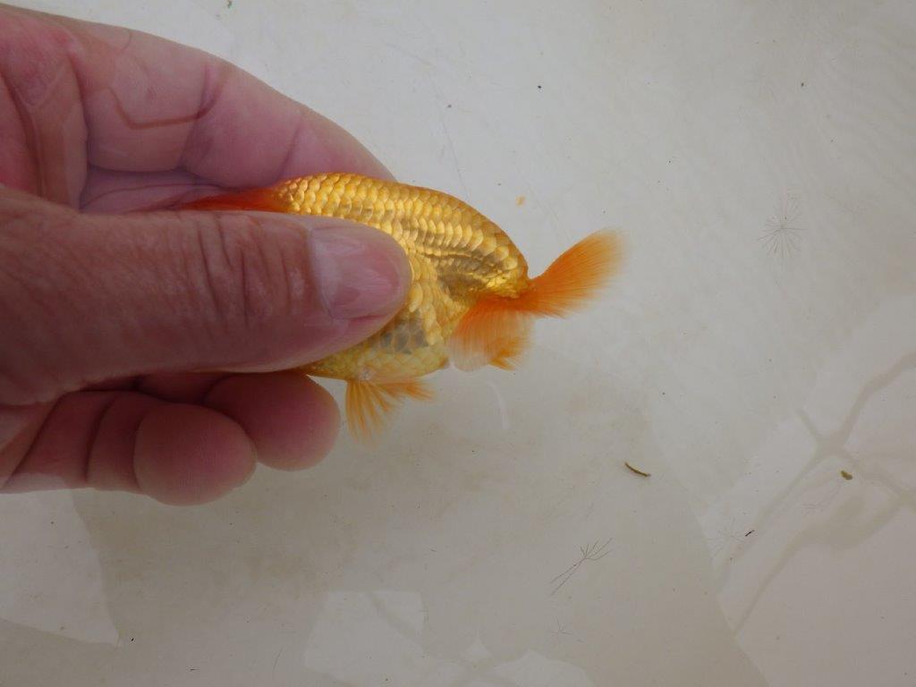【全国大会東大関獲得ブリーダー 】尾型が良く上見お勧め当歳らんちゅう約9,5㎝