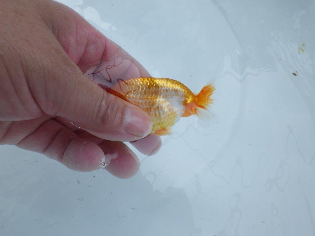 今後の成長に期待の更紗らんちゅう　約9㎝　性別不明【 岡山村上暢彦氏作】