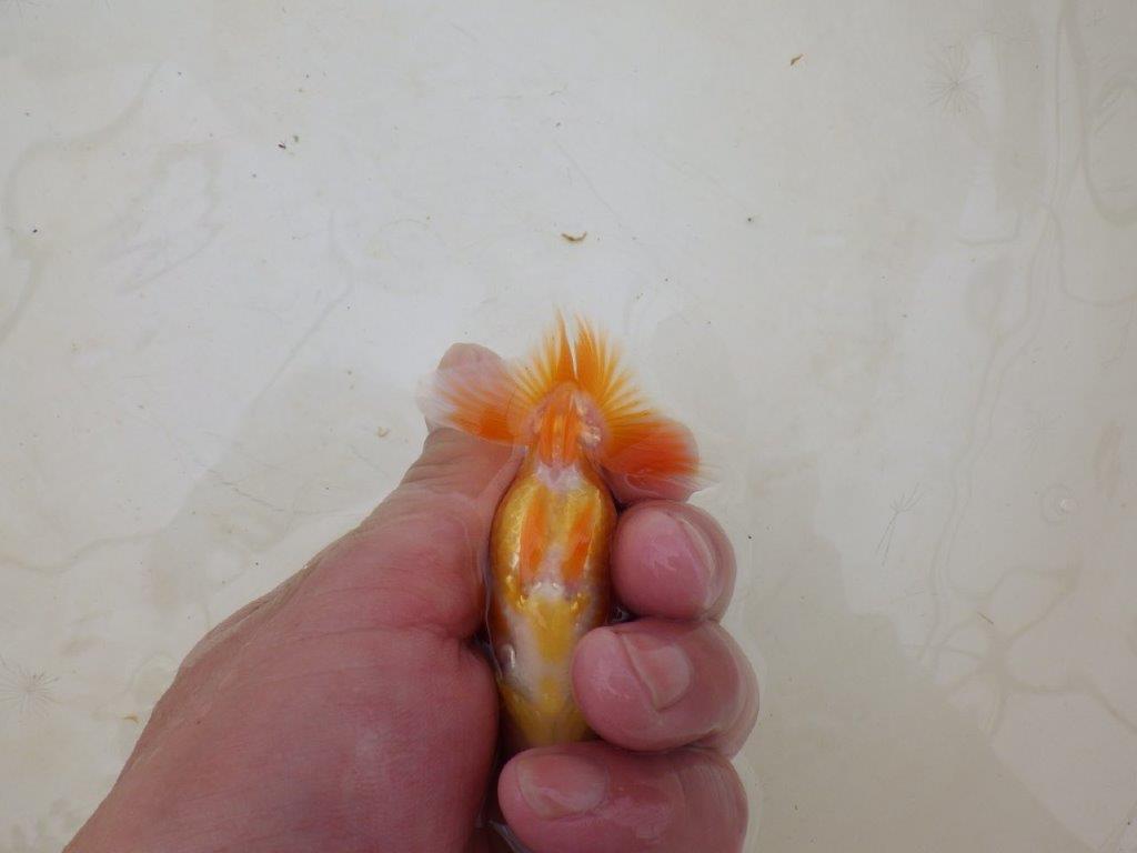 【全国大会東大関獲得ブリーダー 】素材が良く飼い込みお勧め当歳らんちゅう約9㎝