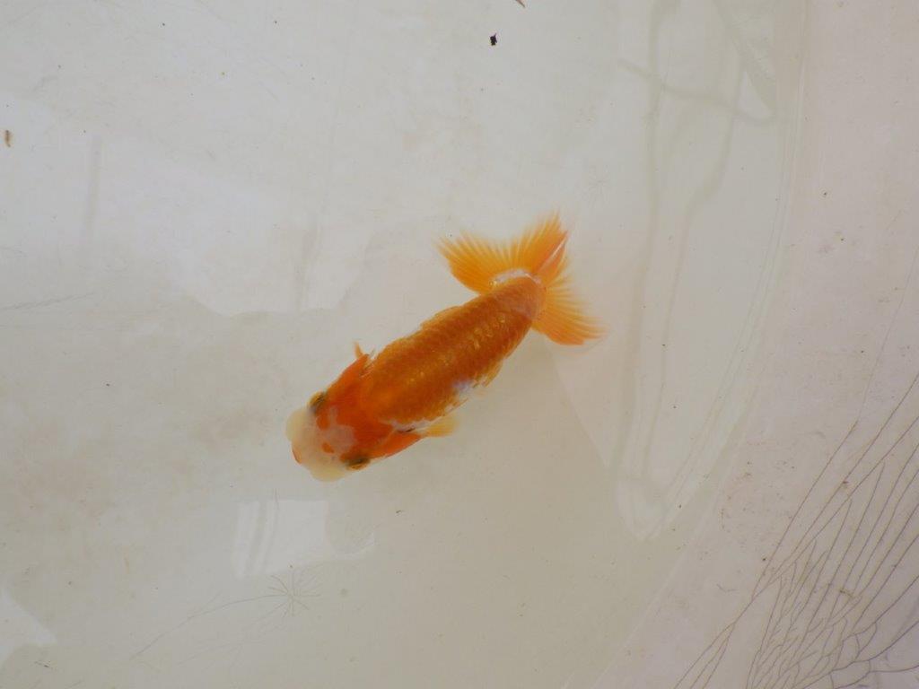 【全国大会東大関獲得ブリーダー 】素材が良く飼い込みお勧め当歳らんちゅう約9㎝