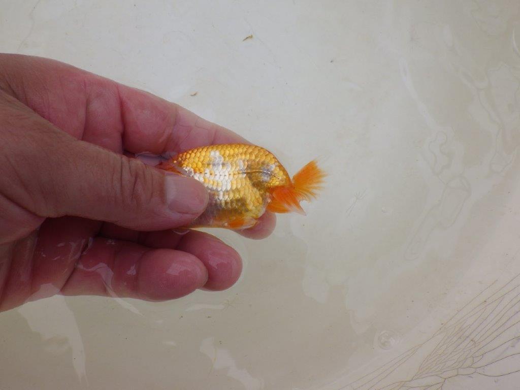 【全国大会東大関獲得ブリーダー 】素材が良く飼い込みお勧め当歳らんちゅう約9㎝