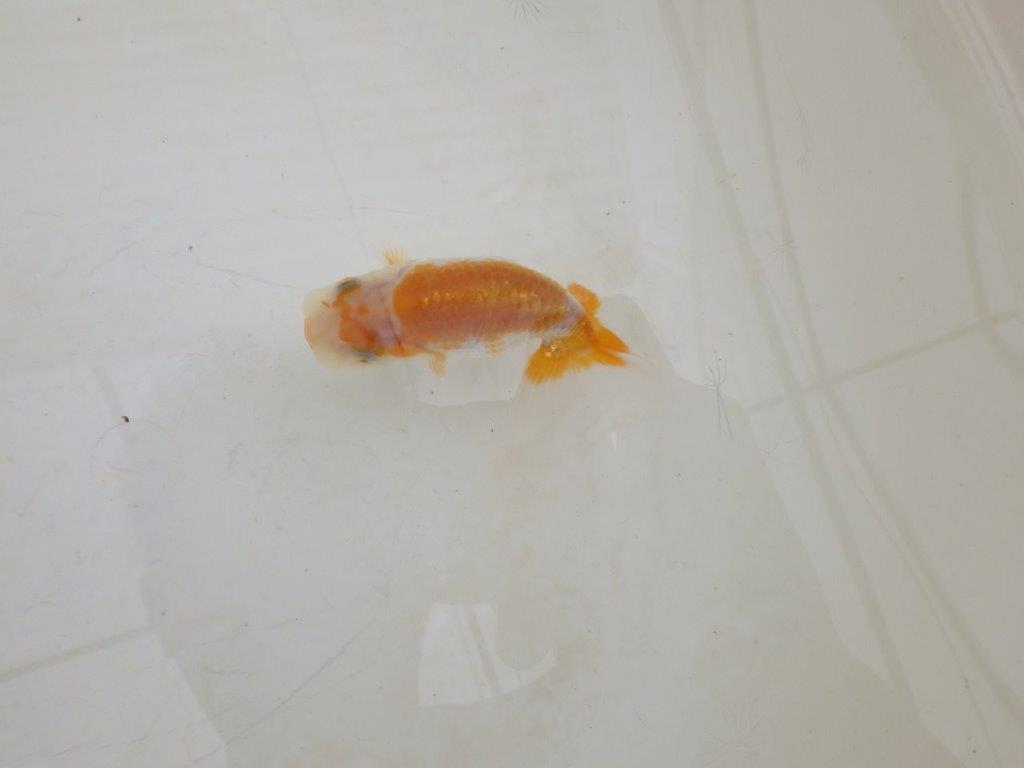 【全国大会東大関獲得ブリーダー 】カナコ系の柄でお勧め当歳らんちゅう約8㎝