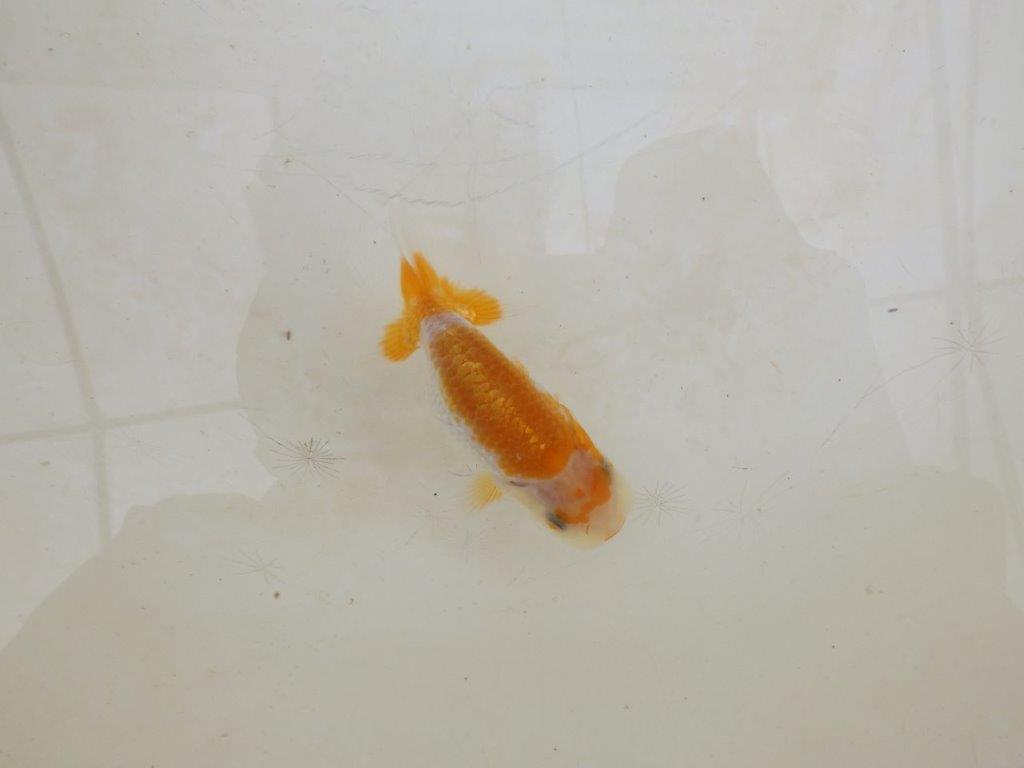 【全国大会東大関獲得ブリーダー 】カナコ系の柄でお勧め当歳らんちゅう約8㎝