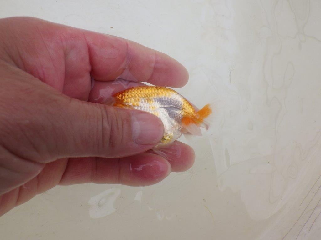 【全国大会東大関獲得ブリーダー 】カナコ系の柄でお勧め当歳らんちゅう約8㎝