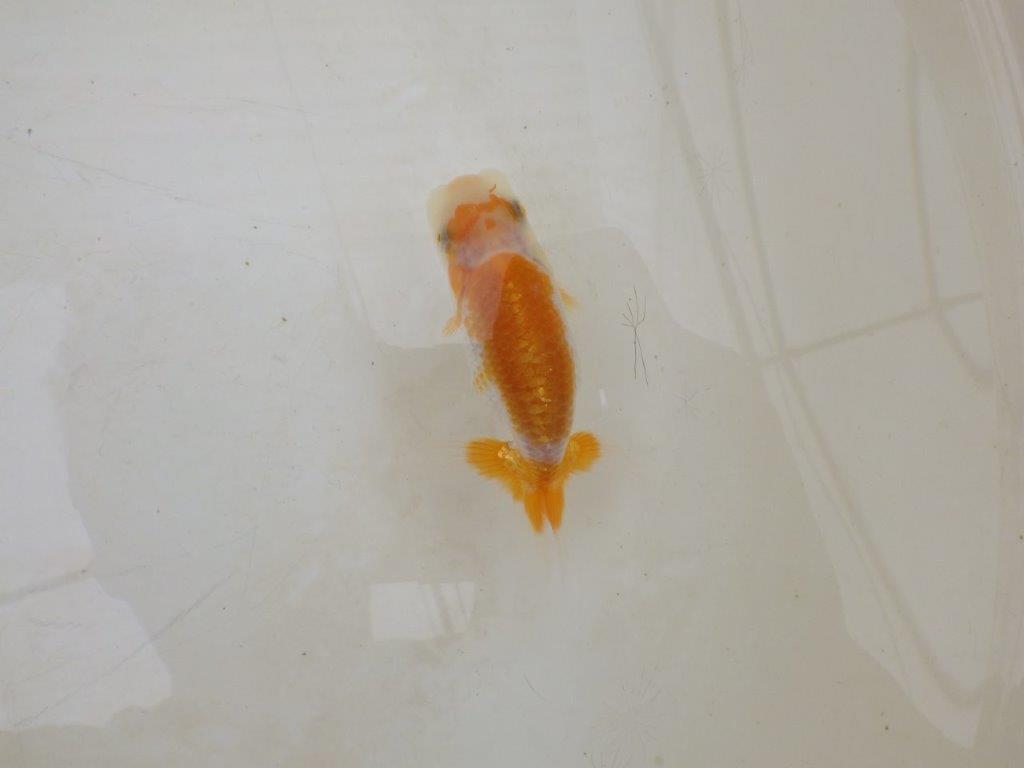 【全国大会東大関獲得ブリーダー 】カナコ系の柄でお勧め当歳らんちゅう約8㎝の上身