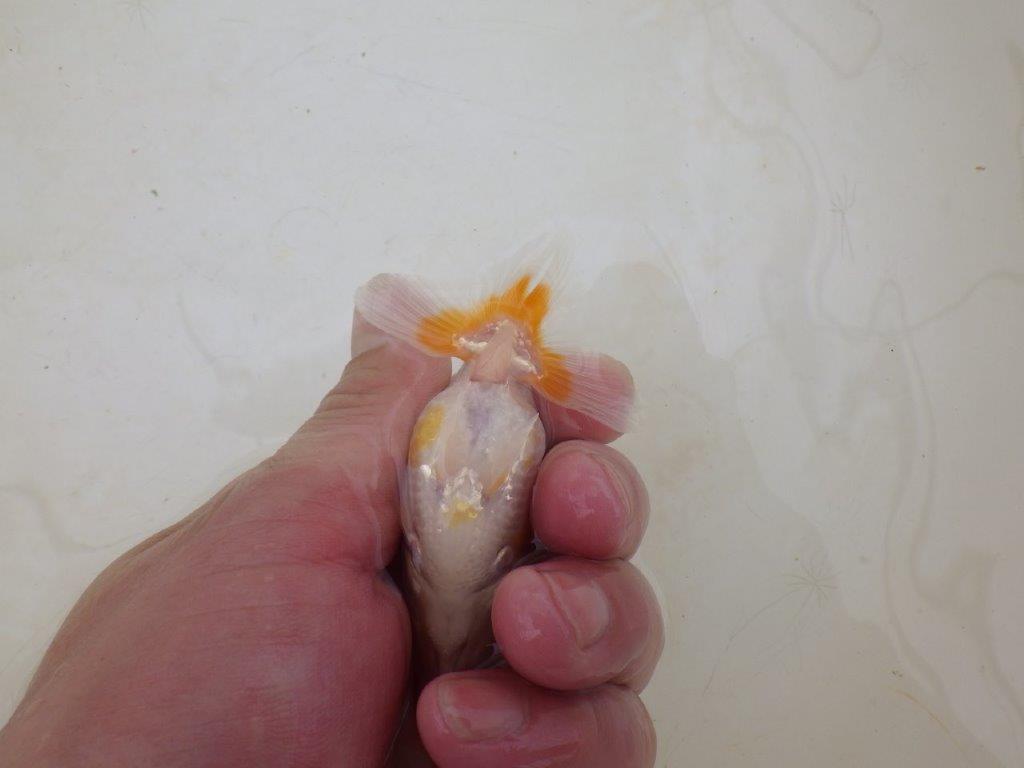 【全国大会東大関獲得ブリーダー 】カナコ系の柄でお勧め当歳らんちゅう約8㎝