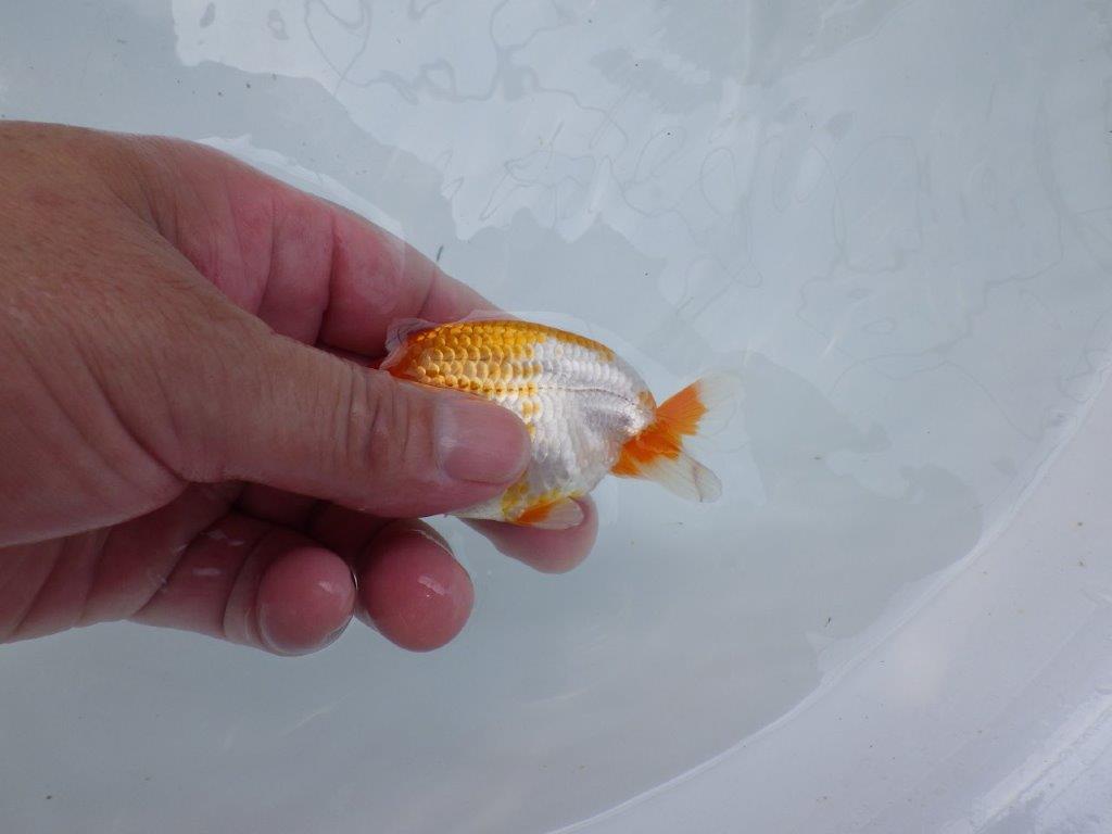 サイズ感も良く背も綺麗な更紗らんちゅう　約9,5㎝　性別不明【 岡山村上暢彦氏作】
