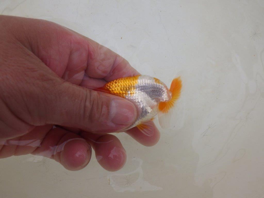 【全国大会東大関獲得ブリーダー 】成長した姿が見たい!当歳らんちゅう約8,5㎝