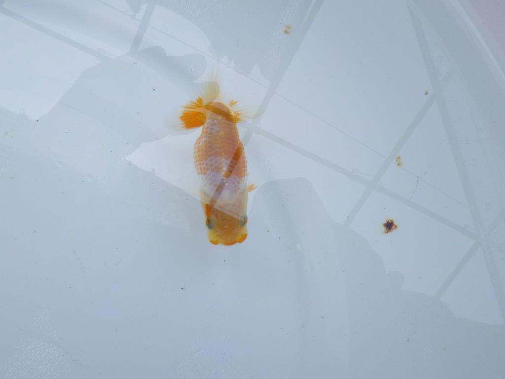 美しい柄と魚の雰囲気抜群の更紗らんちゅう　約9㎝　性別不明【 岡山村上暢彦氏作】