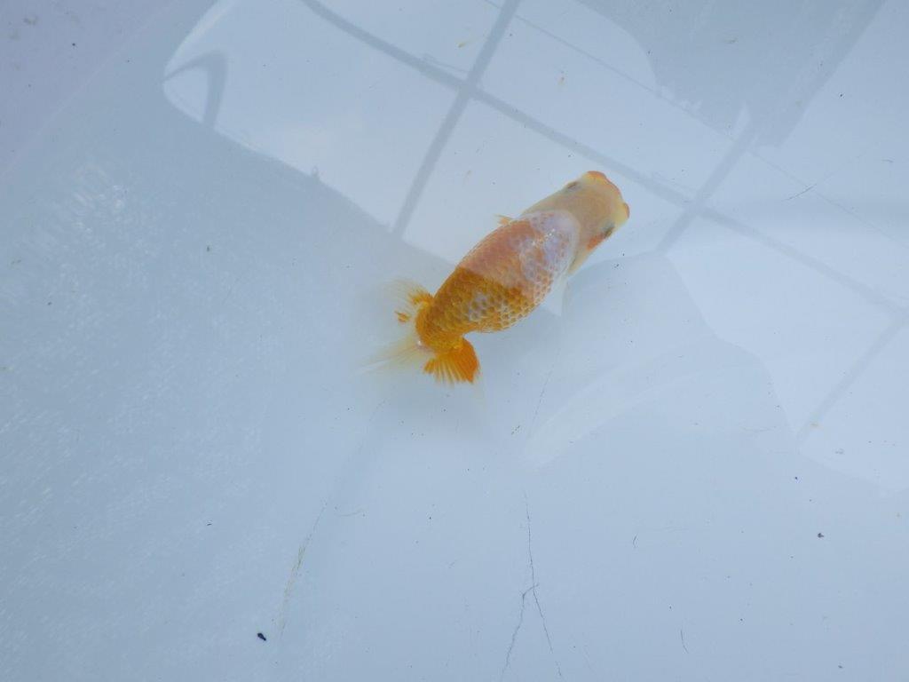 美しい柄と魚の雰囲気抜群の更紗らんちゅう　約9㎝　性別不明【 岡山村上暢彦氏作】