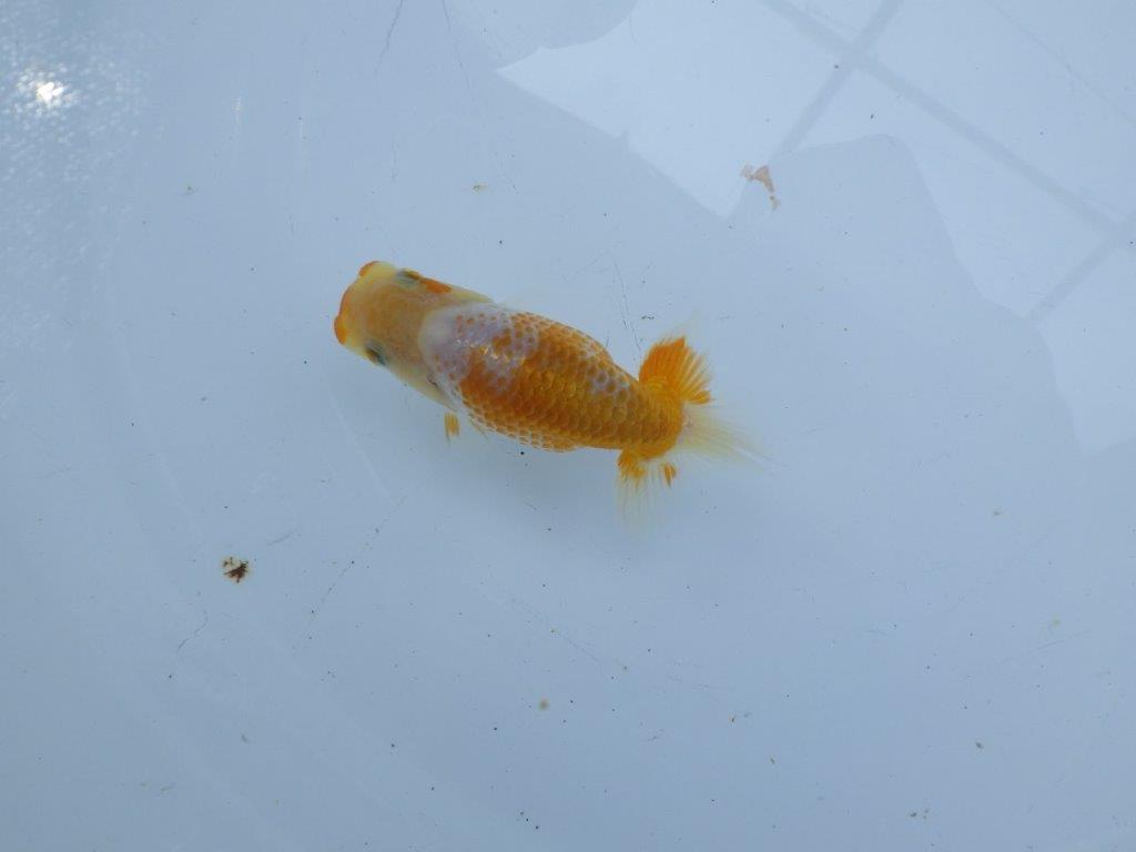 美しい柄と魚の雰囲気抜群の更紗らんちゅう　約9㎝　性別不明【 岡山村上暢彦氏作】