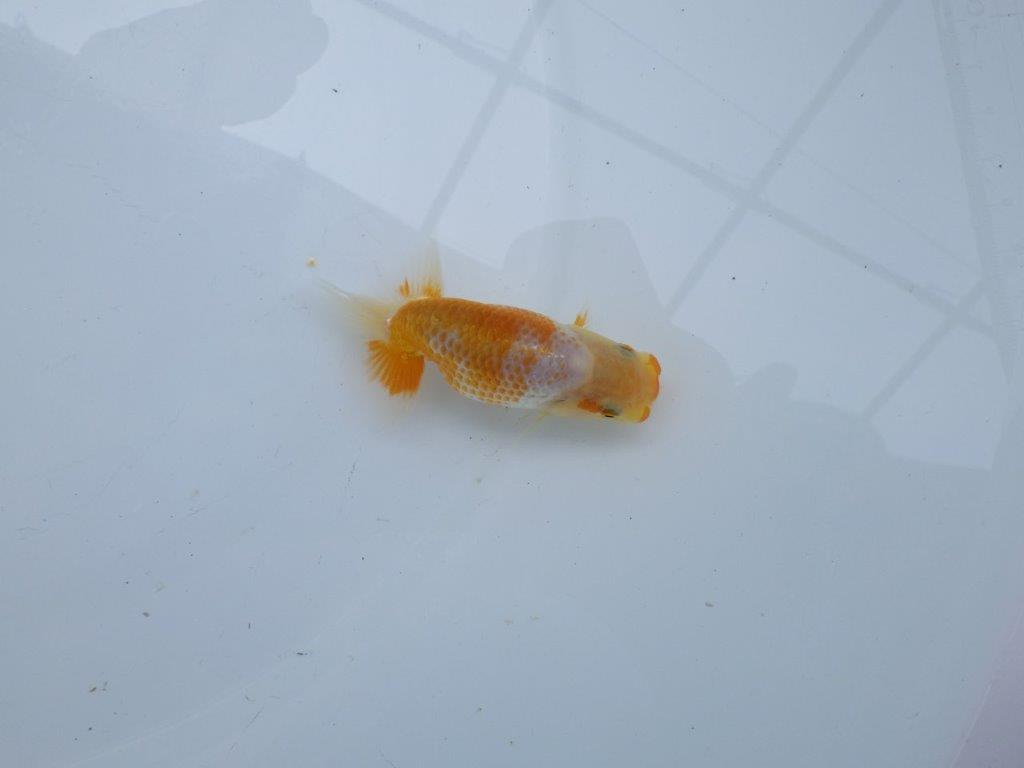 美しい柄と魚の雰囲気抜群の更紗らんちゅう　約9㎝　性別不明【 岡山村上暢彦氏作】
