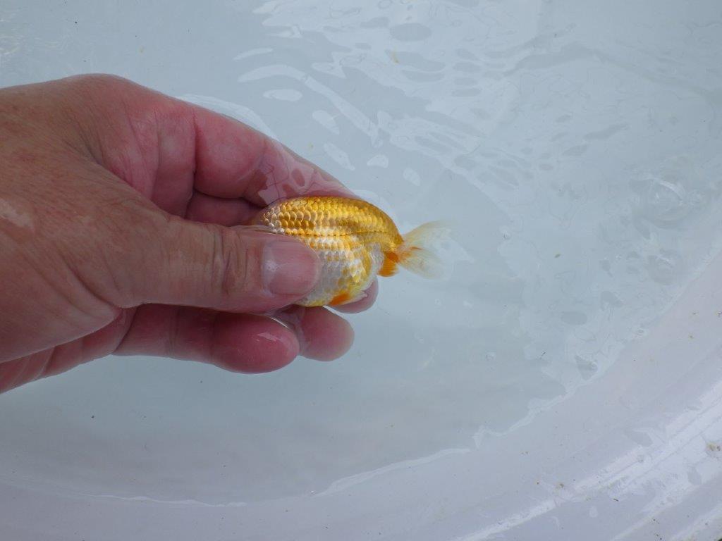 美しい柄と魚の雰囲気抜群の更紗らんちゅう　約9㎝　性別不明【 岡山村上暢彦氏作】