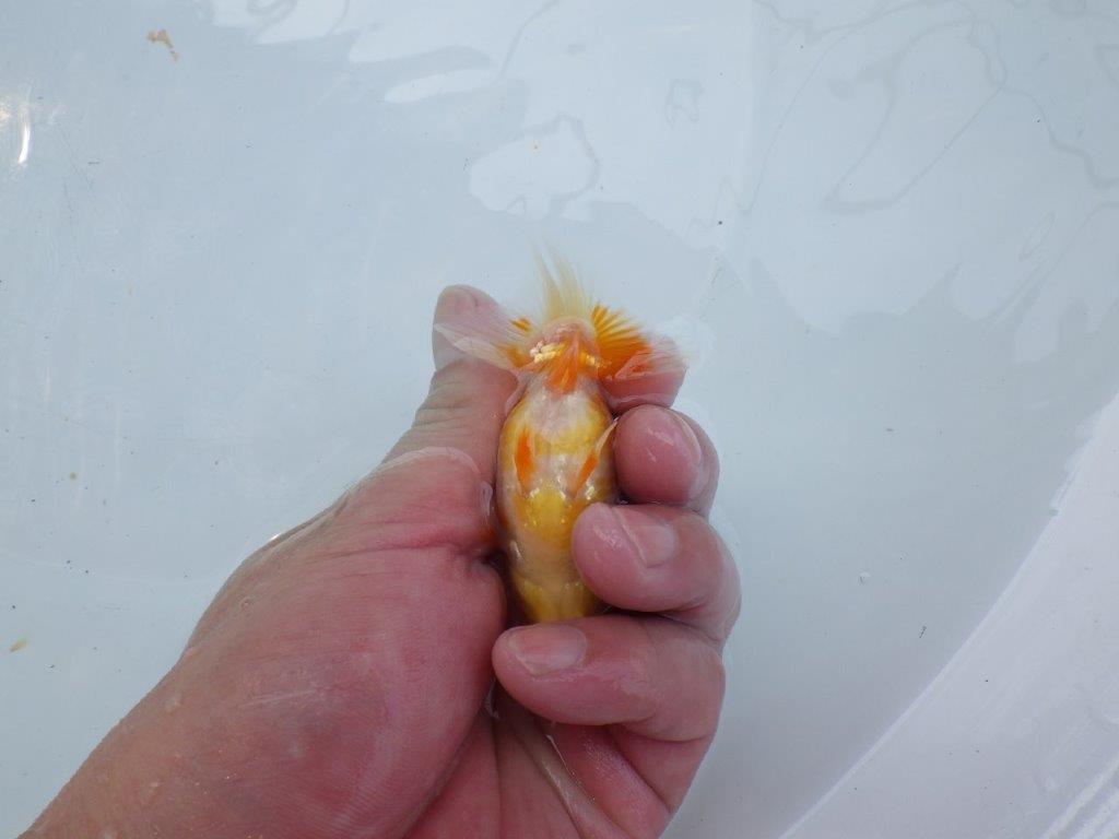 美しい柄と魚の雰囲気抜群の更紗らんちゅう　約9㎝　性別不明【 岡山村上暢彦氏作】