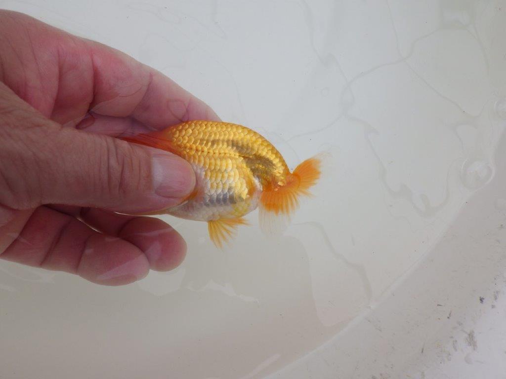 【全国大会東大関獲得ブリーダー 】雰囲気が良くご鑑賞お勧めの当歳らんちゅう約9,5㎝