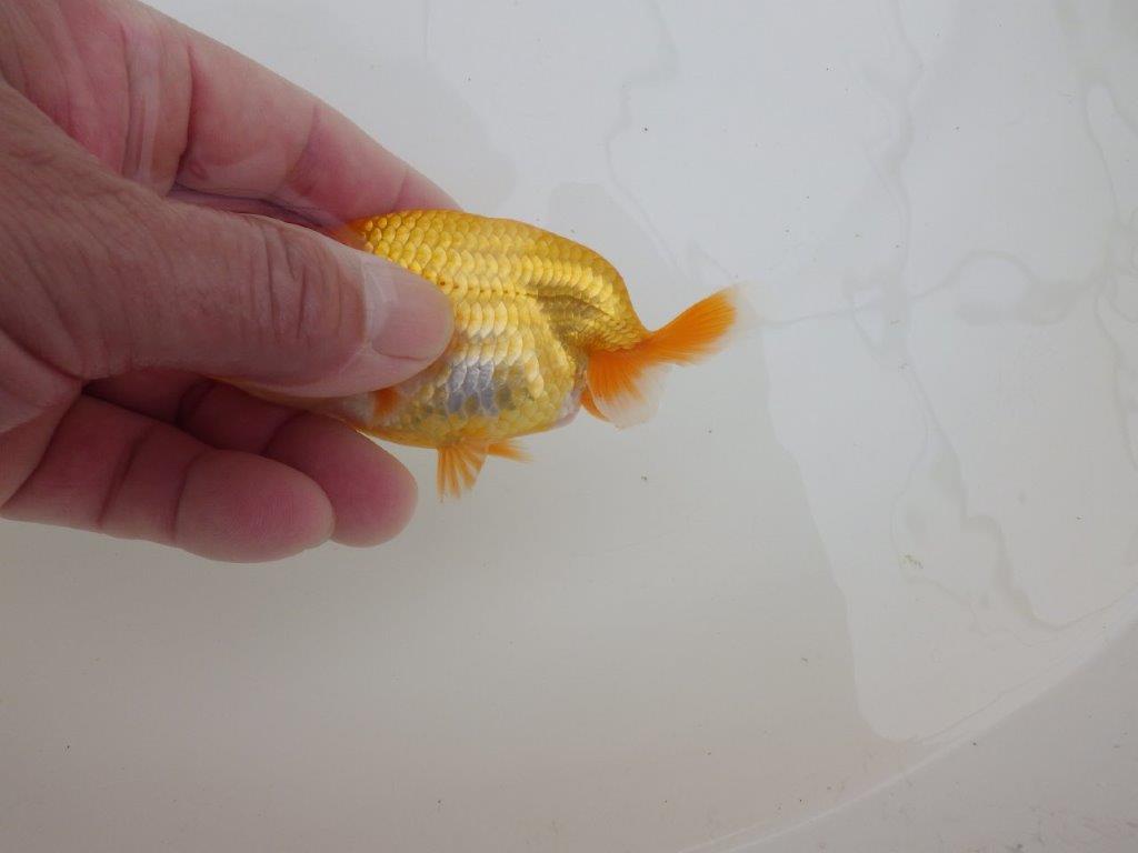 【全国大会東大関獲得ブリーダー 】種にもお勧め!当歳らんちゅう約10㎝