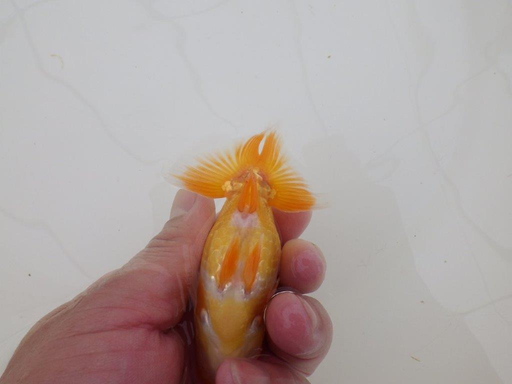 【全国大会東大関獲得ブリーダー 】しっかりした体系の当歳らんちゅう約10㎝