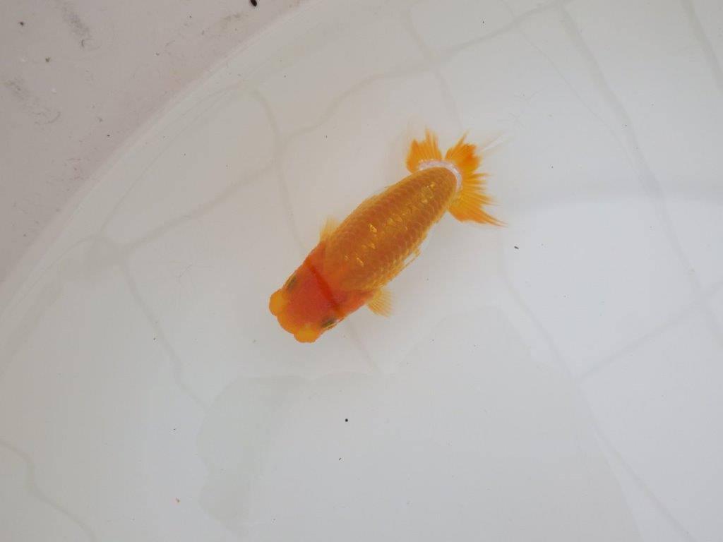 【全国大会東大関獲得ブリーダー 】幅のある胴つくりが魅力の当歳らんちゅう約10㎝