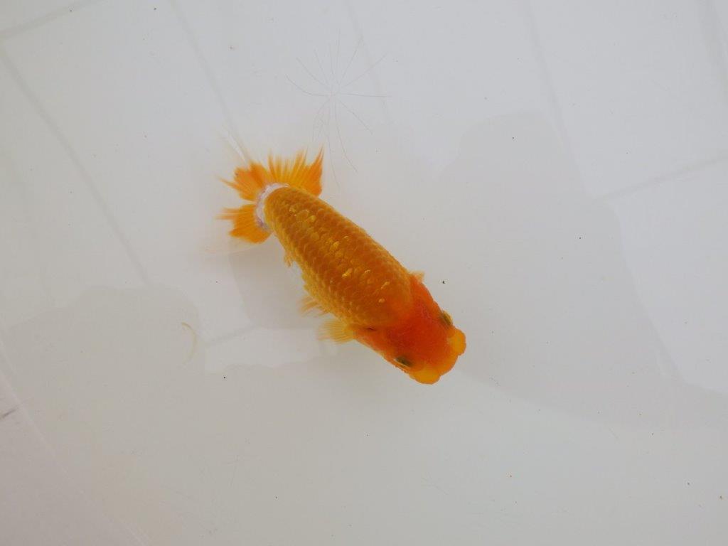 【全国大会東大関獲得ブリーダー 】幅のある胴つくりが魅力の当歳らんちゅう約10㎝