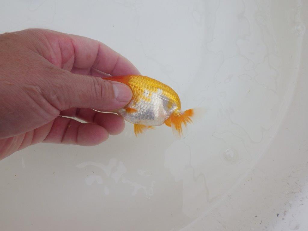 【全国大会東大関獲得ブリーダー 】幅のある胴つくりが魅力の当歳らんちゅう約10㎝