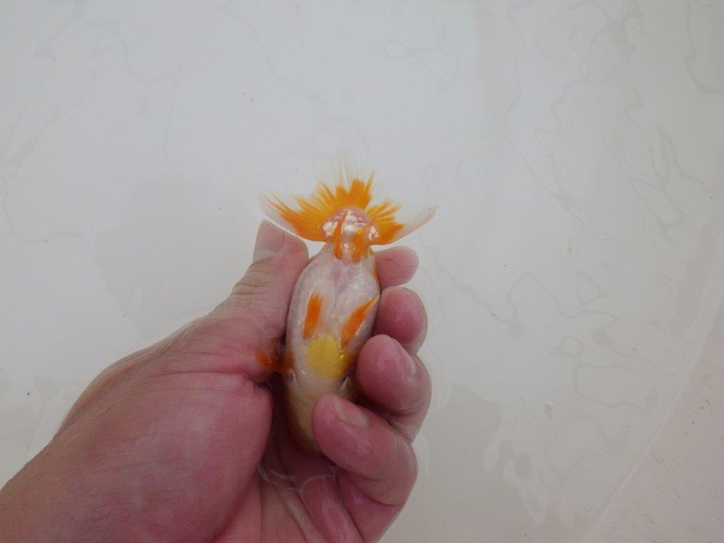 【全国大会東大関獲得ブリーダー 】幅のある胴つくりが魅力の当歳らんちゅう約10㎝