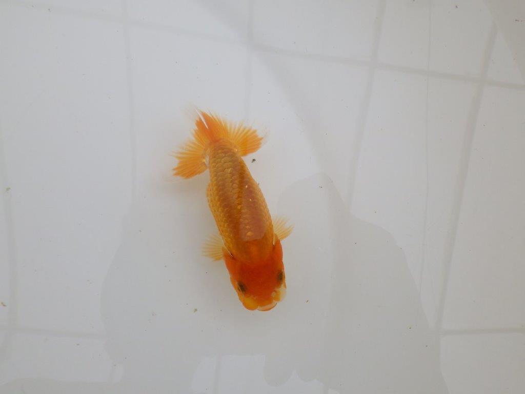 【全国大会東大関獲得ブリーダー 】素晴らしい雰囲気の当歳らんちゅう約9,5㎝の上身