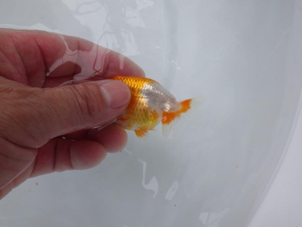【 一押し！！】尾型も良く綺麗な柄の鑑賞お勧め更紗　　期間限定販売　約8㎝　性別不明