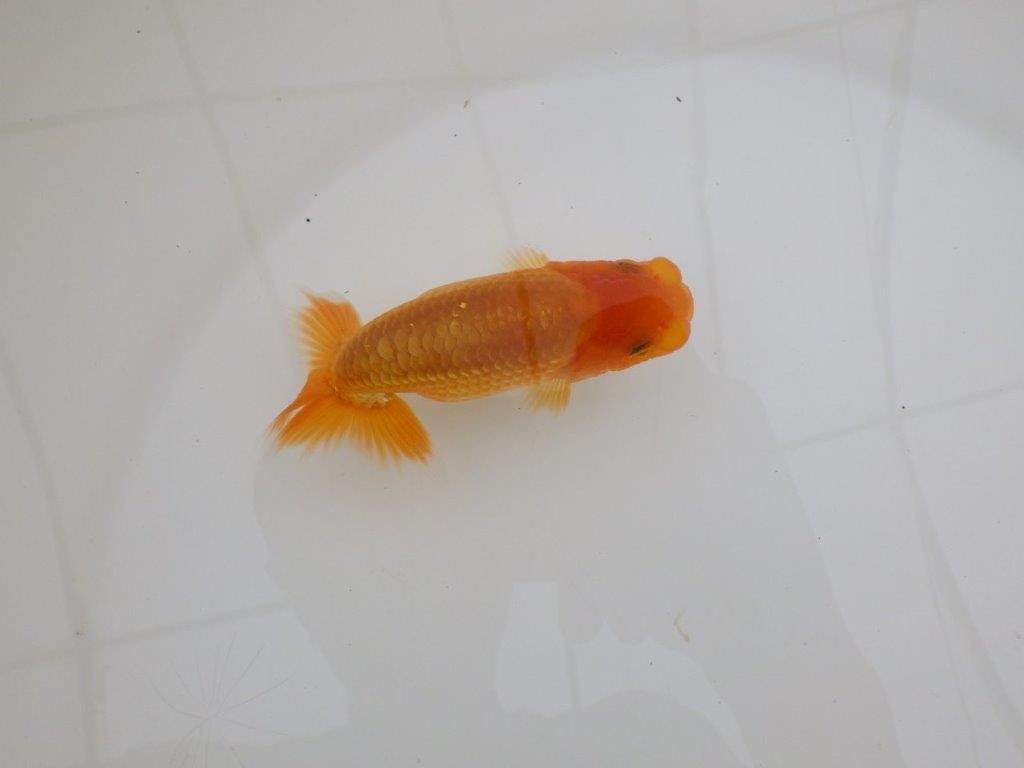 【全国大会東大関獲得ブリーダー 】飼い込みお勧め当歳らんちゅう約10㎝