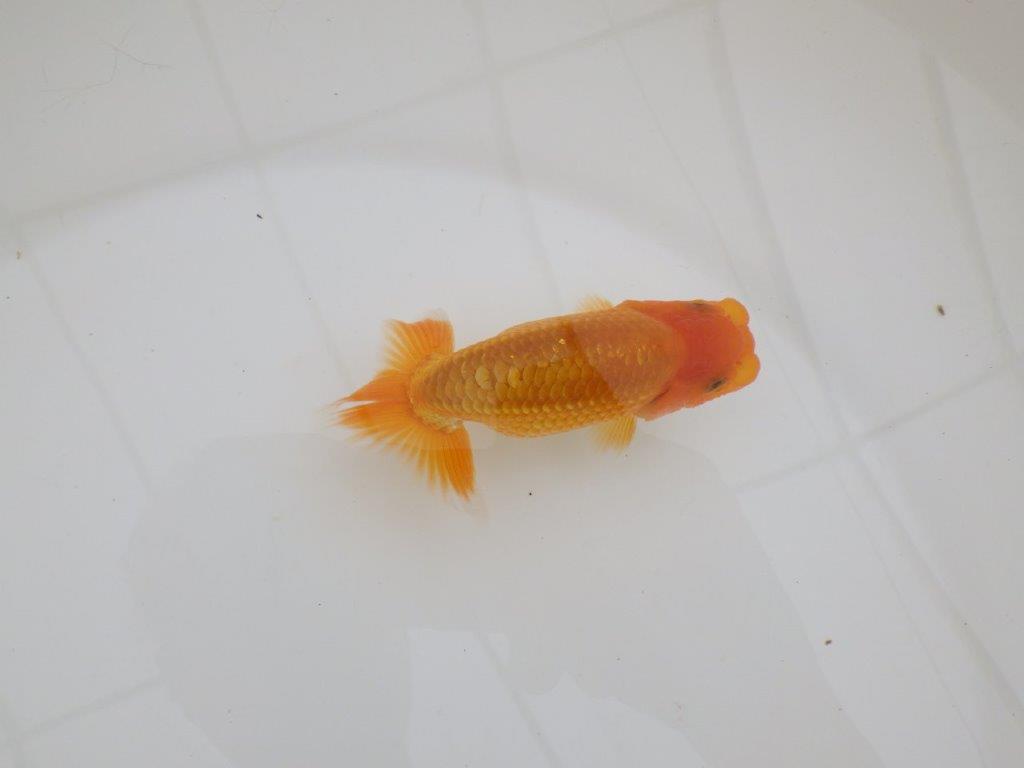 【全国大会東大関獲得ブリーダー 】飼い込みお勧め当歳らんちゅう約10㎝