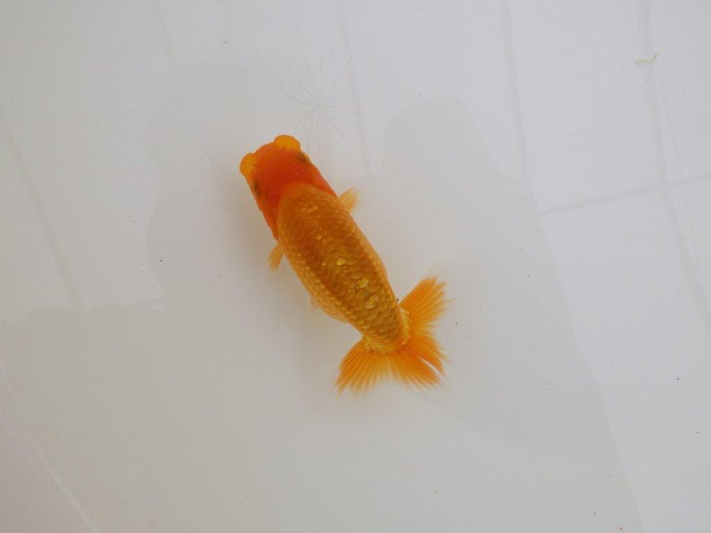 【全国大会東大関獲得ブリーダー 】飼い込みお勧め当歳らんちゅう約10㎝