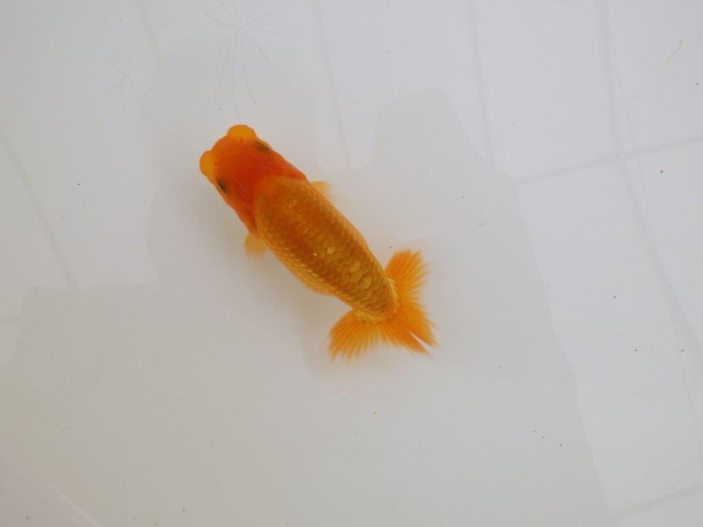 【全国大会東大関獲得ブリーダー 】飼い込みお勧め当歳らんちゅう約10㎝の上身