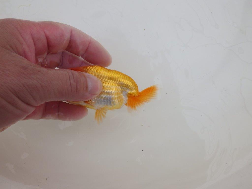 【全国大会東大関獲得ブリーダー 】飼い込みお勧め当歳らんちゅう約10㎝