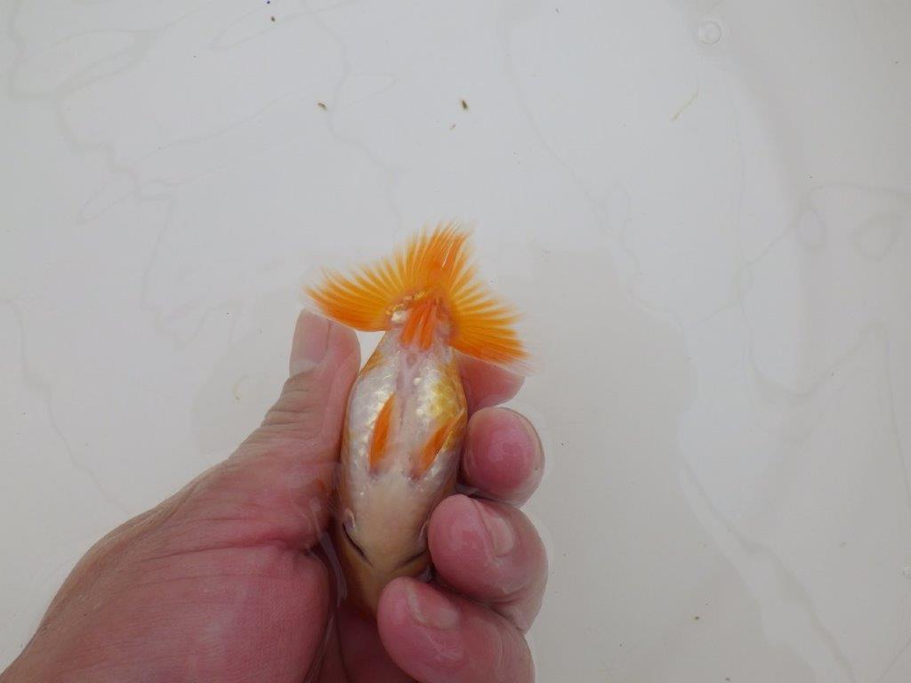 【全国大会東大関獲得ブリーダー 】尾も良く研究会などお勧め当歳らんちゅう約10㎝