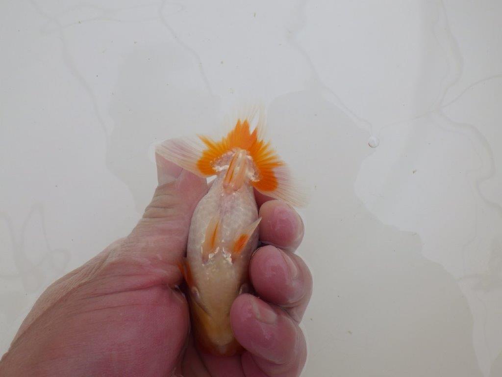 【全国大会東大関獲得ブリーダー 】仕上がり具合の良い当歳らんちゅう約10,5㎝