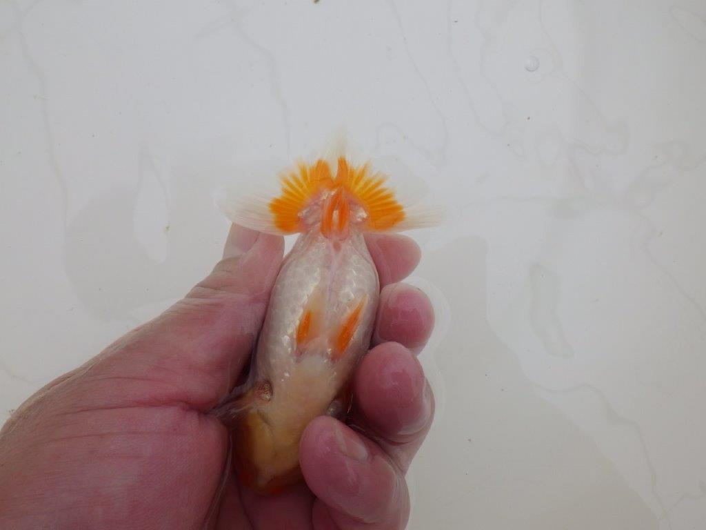 【全国大会東大関獲得ブリーダー 】お勧め当歳らんちゅう約10,5㎝