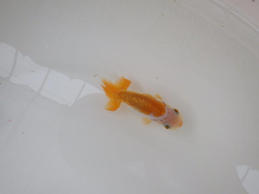【 サマーセール　第一弾】尾張りが良く背なりも綺麗な更紗らんちゅう！　　１週間限定販売　約8,5㎝