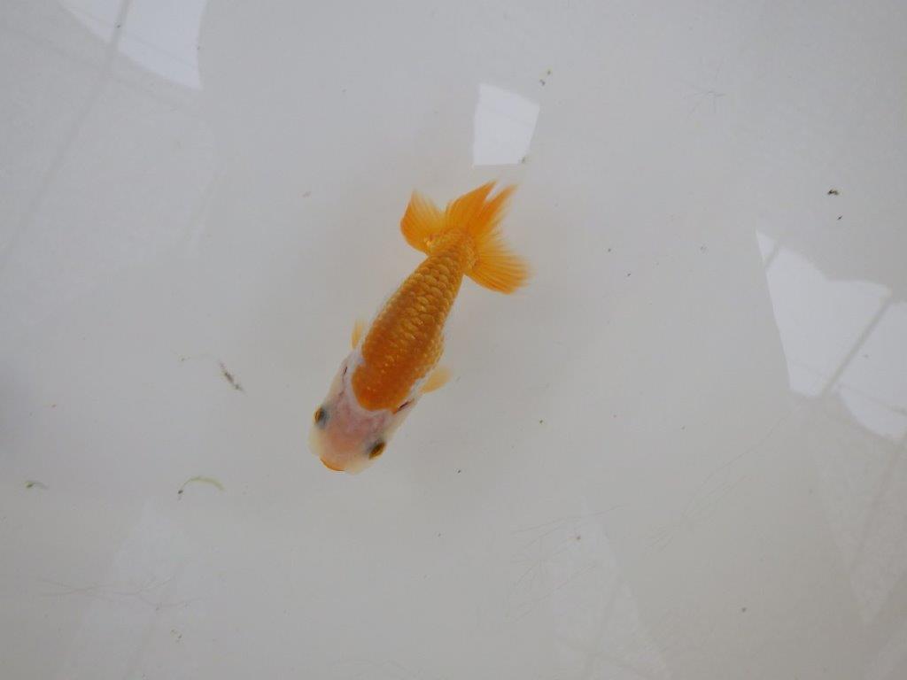 【 サマーセール　第一弾】尾張りが良く背なりも綺麗な更紗らんちゅう！　　１週間限定販売　約8,5㎝