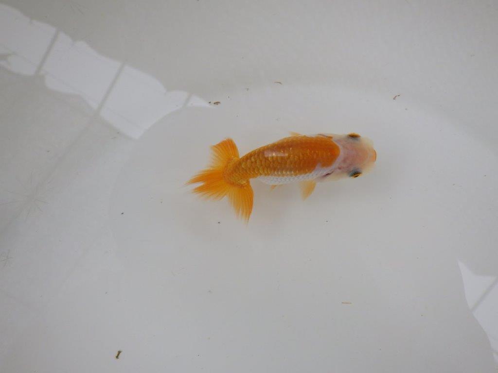 【 サマーセール　第一弾】尾張りが良く背なりも綺麗な更紗らんちゅう！　　１週間限定販売　約8,5㎝
