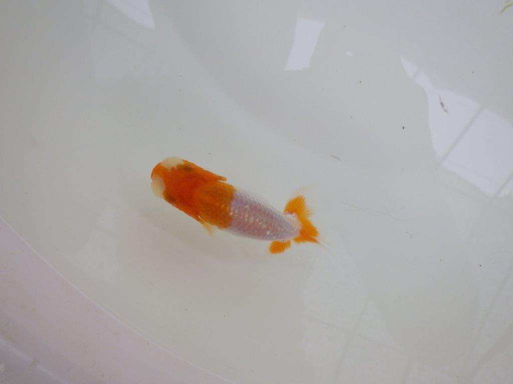 【 サマーセール　第一弾】色合いが良く映える更紗らんちゅう！　　１週間限定販売　約9㎝