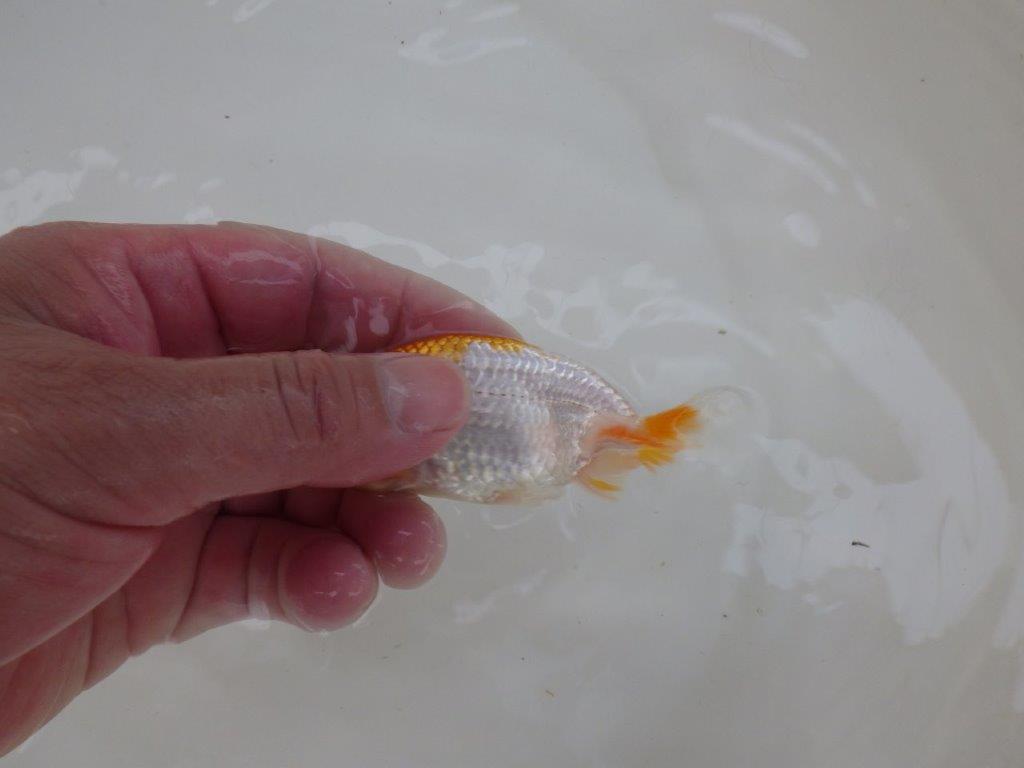 【 サマーセール　第一弾】非常に雰囲気の良いフンタン更紗らんちゅう！　　１週間限定販売　約9,5㎝