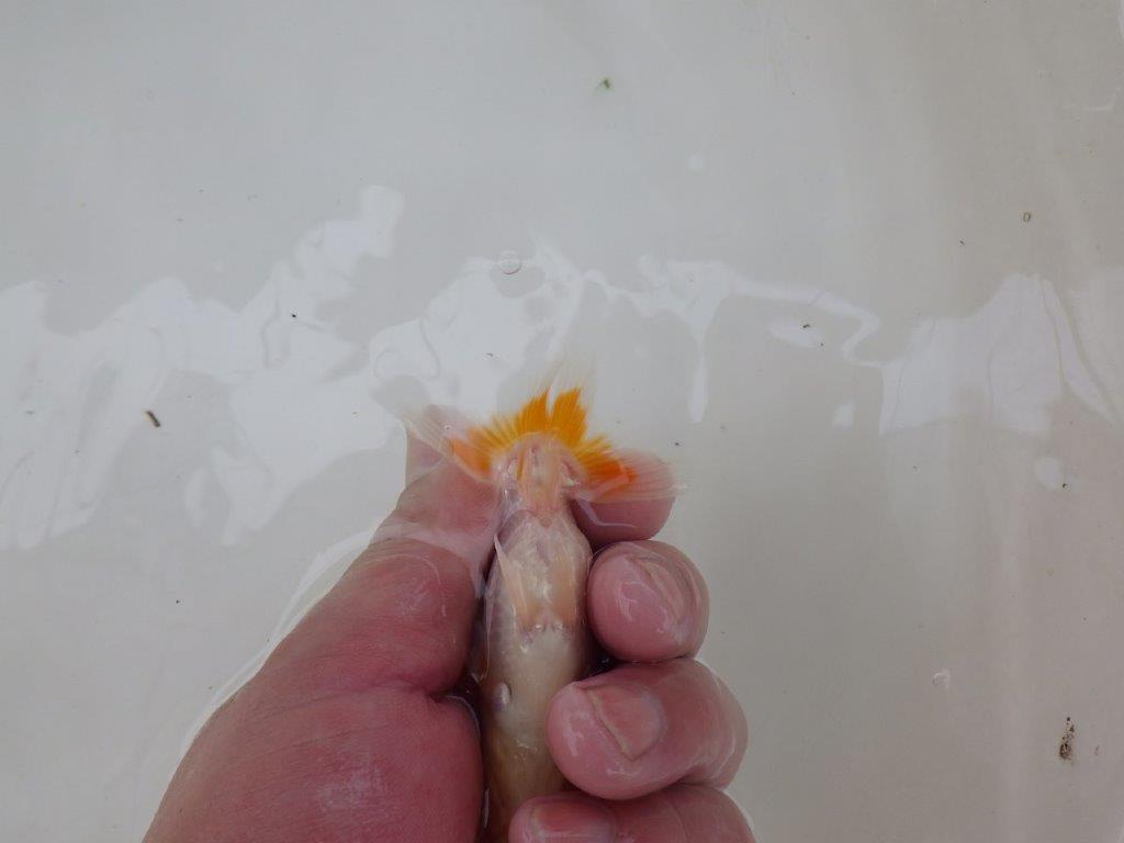 【 サマーセール　第一弾】非常に雰囲気の良いフンタン更紗らんちゅう！　　１週間限定販売　約9,5㎝