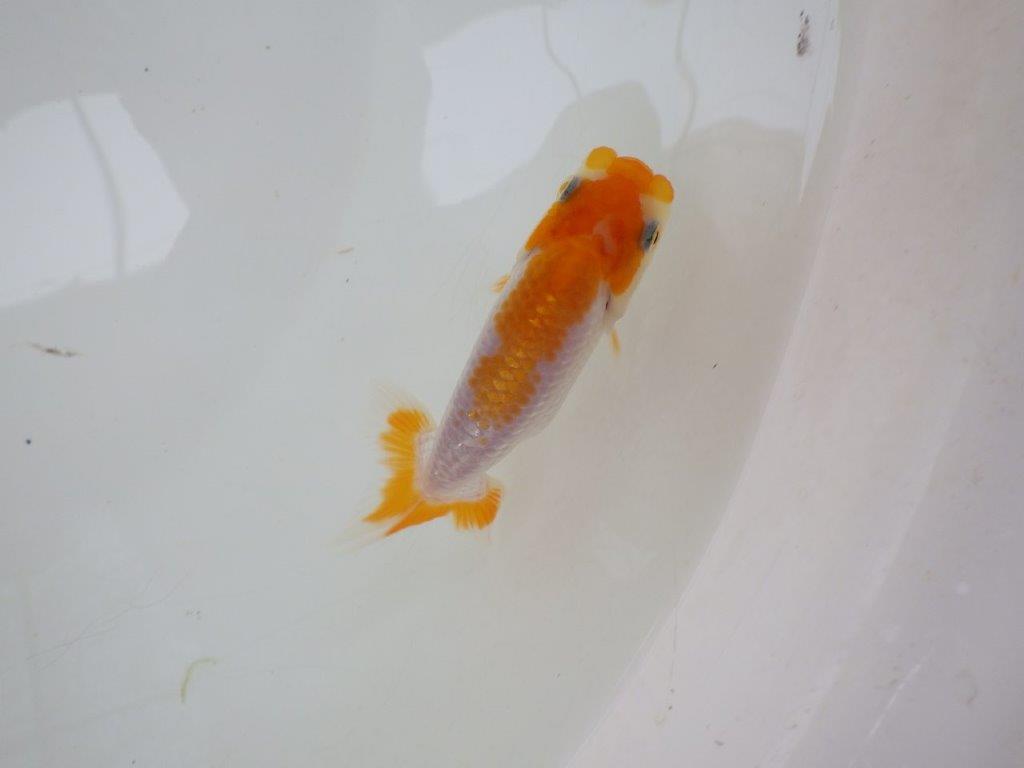 【 サマーセール　第一弾】非常に雰囲気の良いフンタン更紗らんちゅう！　　１週間限定販売　約9,5㎝