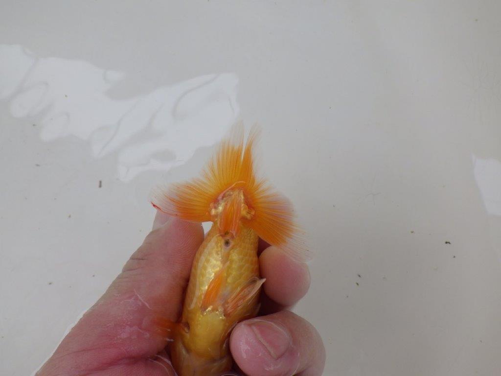 【 サマーセール　第一弾】尾型、尾構えがとても良いらんちゅう！　　１週間限定販売　約10㎝