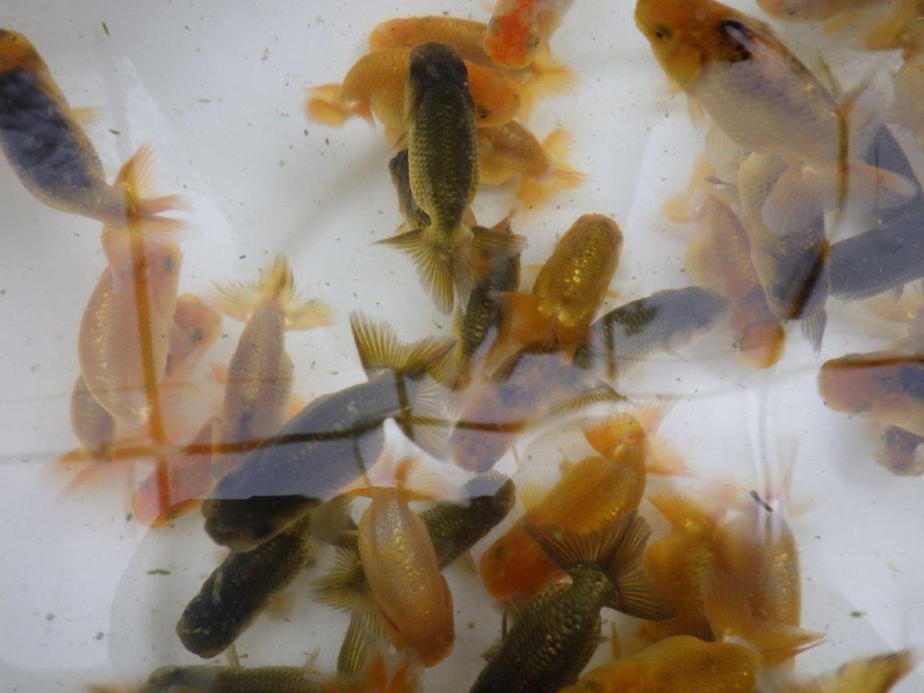 【日らん上位入賞獲得系統 】 純粋にご鑑賞お勧め 10尾セット当歳らんちゅう約6~8㎝後1セット